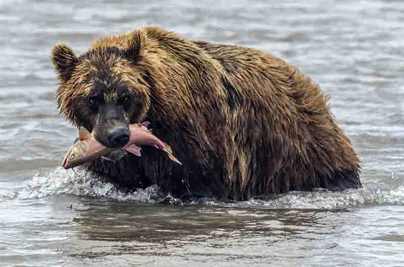 Oso Pardo - Kamchatka - Rusia 41.jpg